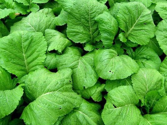Florida Broadleaf Mustard Seeds - 200+ Loose Leaf Vegetable Seeds - Green Shealihong - Non-GMO, USA Grown
