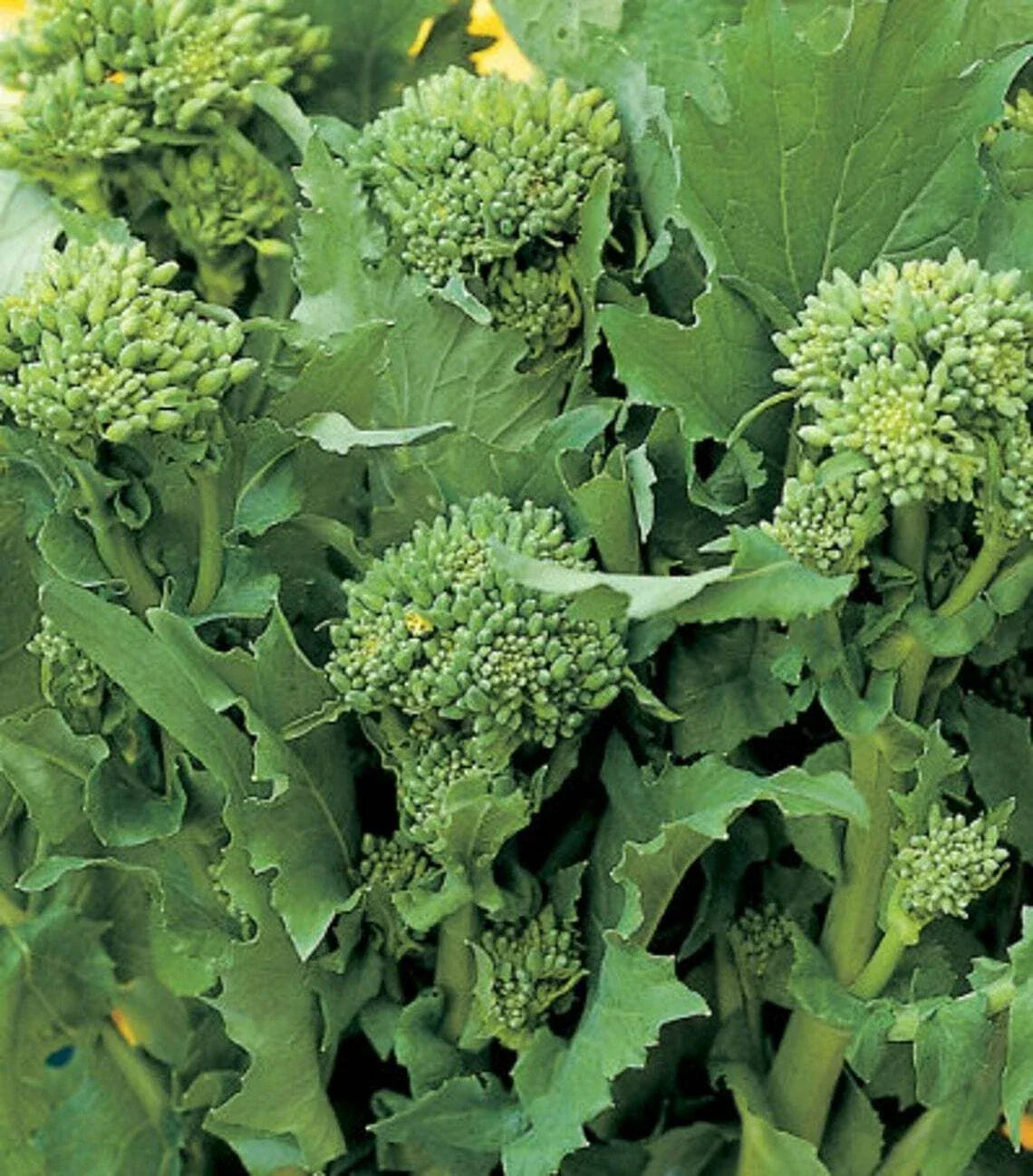 Broccoli Raab Seeds | Heirloom Non-GMO Vegetable Seeds | Brassica rapa var. ruvo | 100-5000 Seeds for Home Gardens