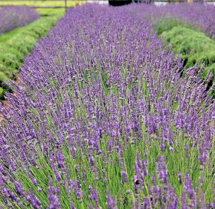 Phenomenal Lavender Live Plant Starter - Fragrant Purple Perennial Herb - Lavandula x intermedia 'Phenomenal'