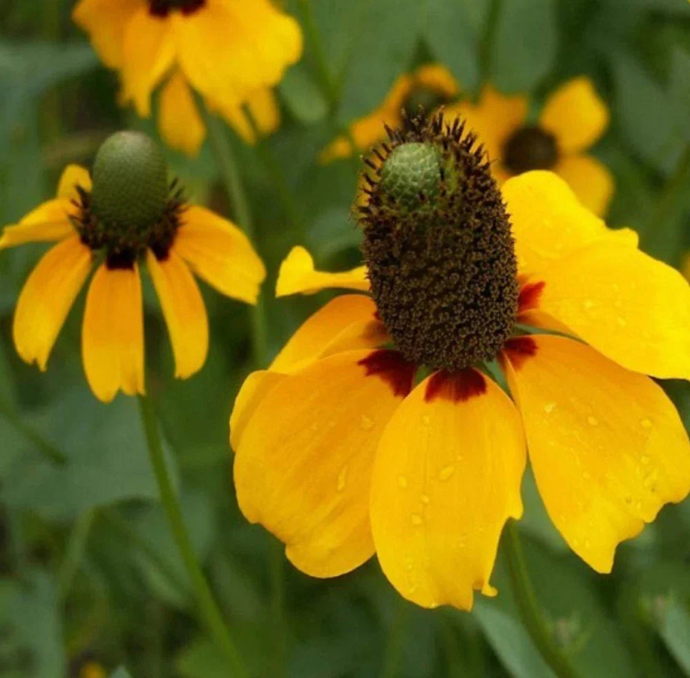 10,000 Seeds Coneflower Clasping Leaf Yellow Flower Non-GMO Echinacea angustifolia for Vibrant Garden Blooms
