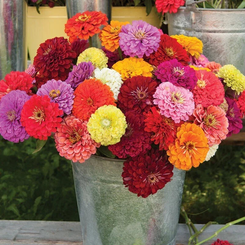 Zinnia Seeds 100+ Pack Benary Mix Vibrant Colors Zinnia elegans Non-GMO USA Grown