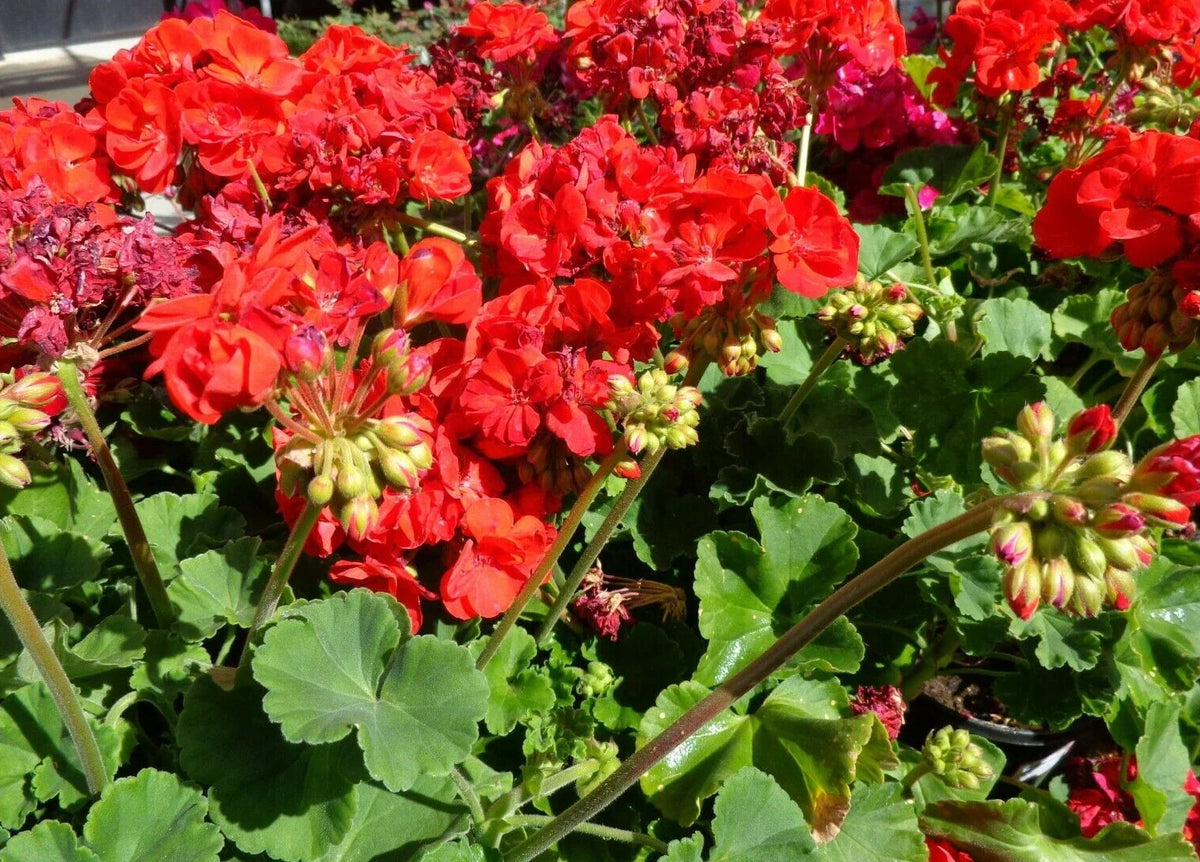 Hardy Geranium Cuttings 5 x 6" Big Red Flower Pelargonium x hortorum Fresh Plant Cuttings for Garden and Home Decor