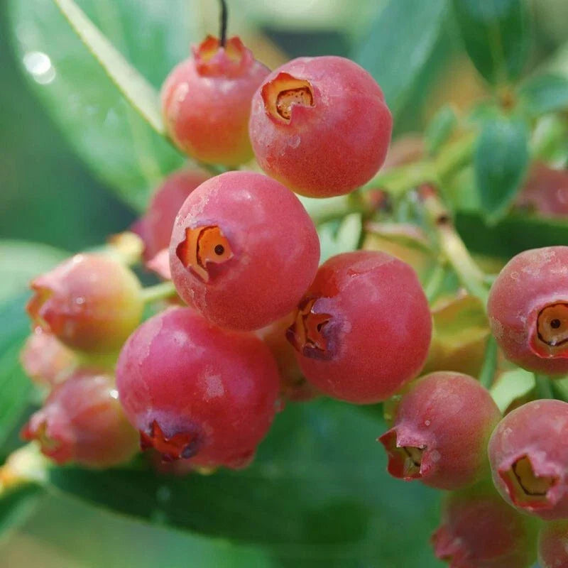 Pink Lemonade Blueberry Plant - Rooted - Self-Pollinating - Vaccinium corymbosum - Zones 5-8 - Unique Pink Berries