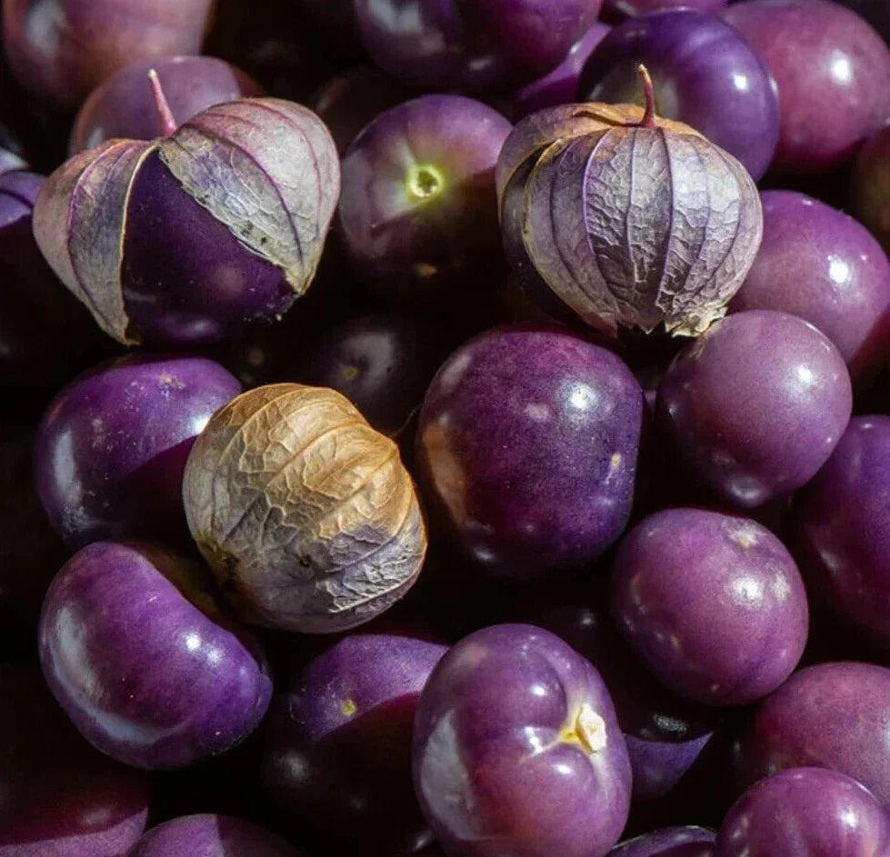 Purple Tomatillo Seeds - 100+ Count - Physalis Ixocarpa - Non-GMO for Vegetable Garden & Latin Cuisine