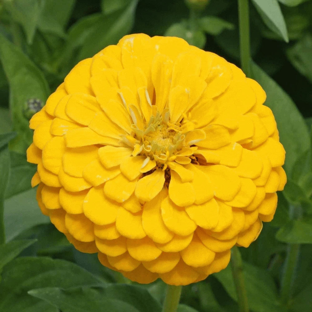 Yellow Zinnia Flower Seeds 100+ Canary Bird Annual Zinnia elegans, Bright Yellow, Easy to Grow, Attracts Pollinators