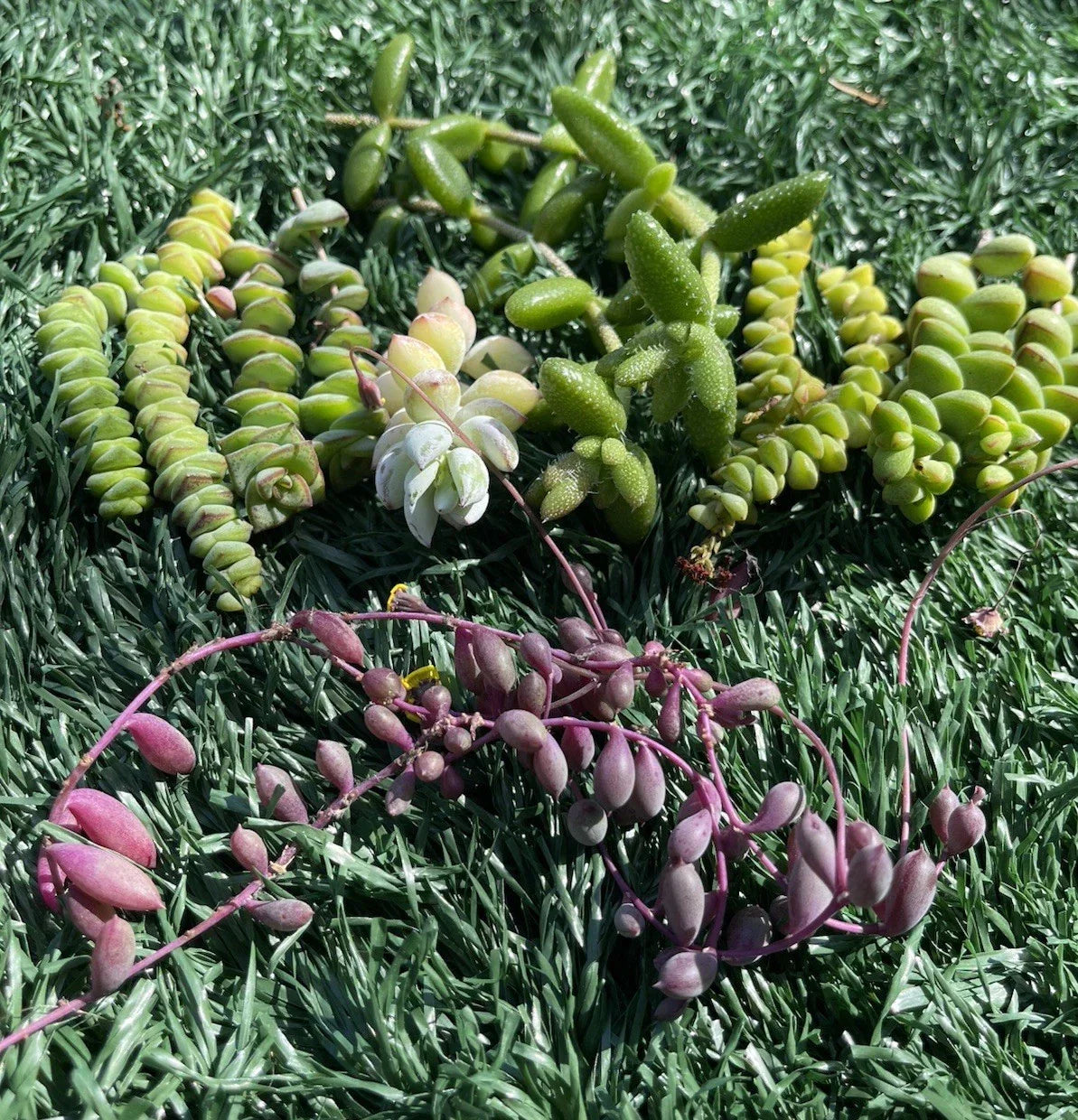 Succulent Cuttings Set | 7 Varieties | Easy to Grow Indoor/Outdoor Succulents | Various Species