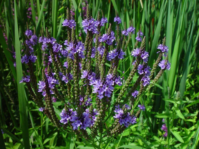 Vervain Seeds 335 Pack - Blue Flower Perennial - Verbena hastata - Non-GMO, Attracts Pollinators for Garden & Wetlands