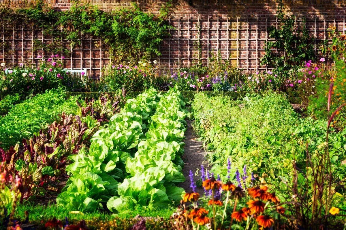 Vegetable Garden Seed Kit 5 Variety Set - Brussel Sprout, Broccoli, Cauliflower, Tomato, Carrot - Brassica oleracea Seeds