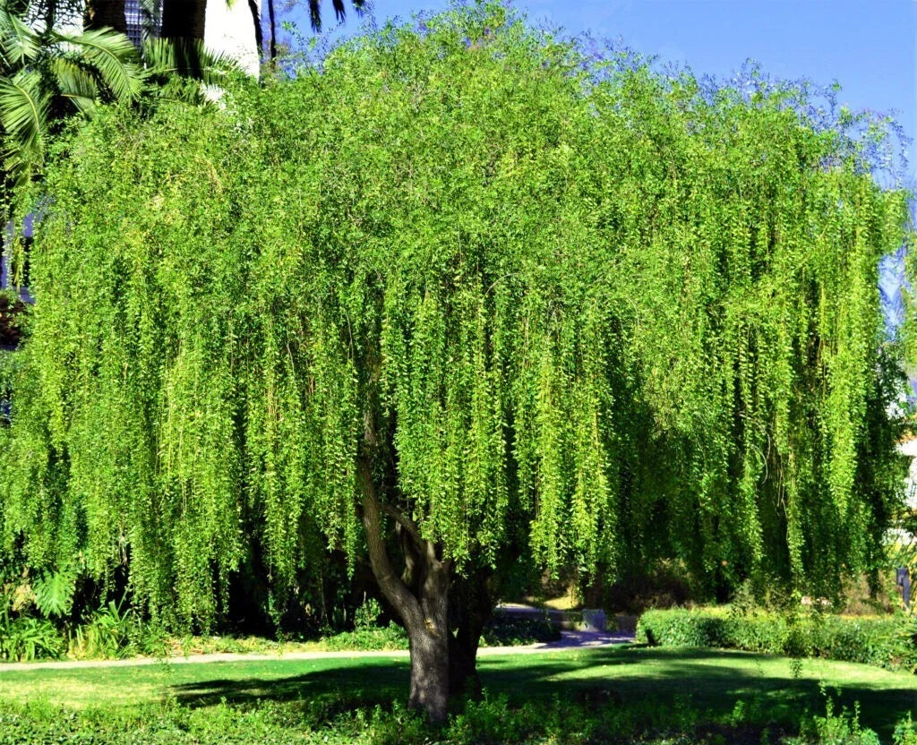 Mayten Tree Seeds - Pack of 10 - Weeping Green Shower - Rare Willow-Like Variety - Maytenus boaria - Unique Landscaping Choice