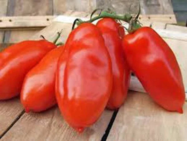 Heirloom Tomato Seeds Collection 6 Pack - Non-GMO Organic Varieties - Solanum lycopersicum, Brandywine, Cherokee Purple, and more