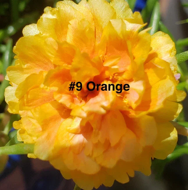 Moss Rose Cuttings - 10 Unrooted Orange Portulaca Grandiflora for Garden or Container Planting