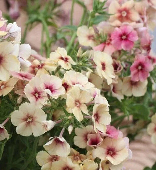 Phlox Seeds - 25+ Fragrant Cherry Caramel Flower Seeds - Phlox paniculata - Non-GMO, Easy to Grow Garden Flowers