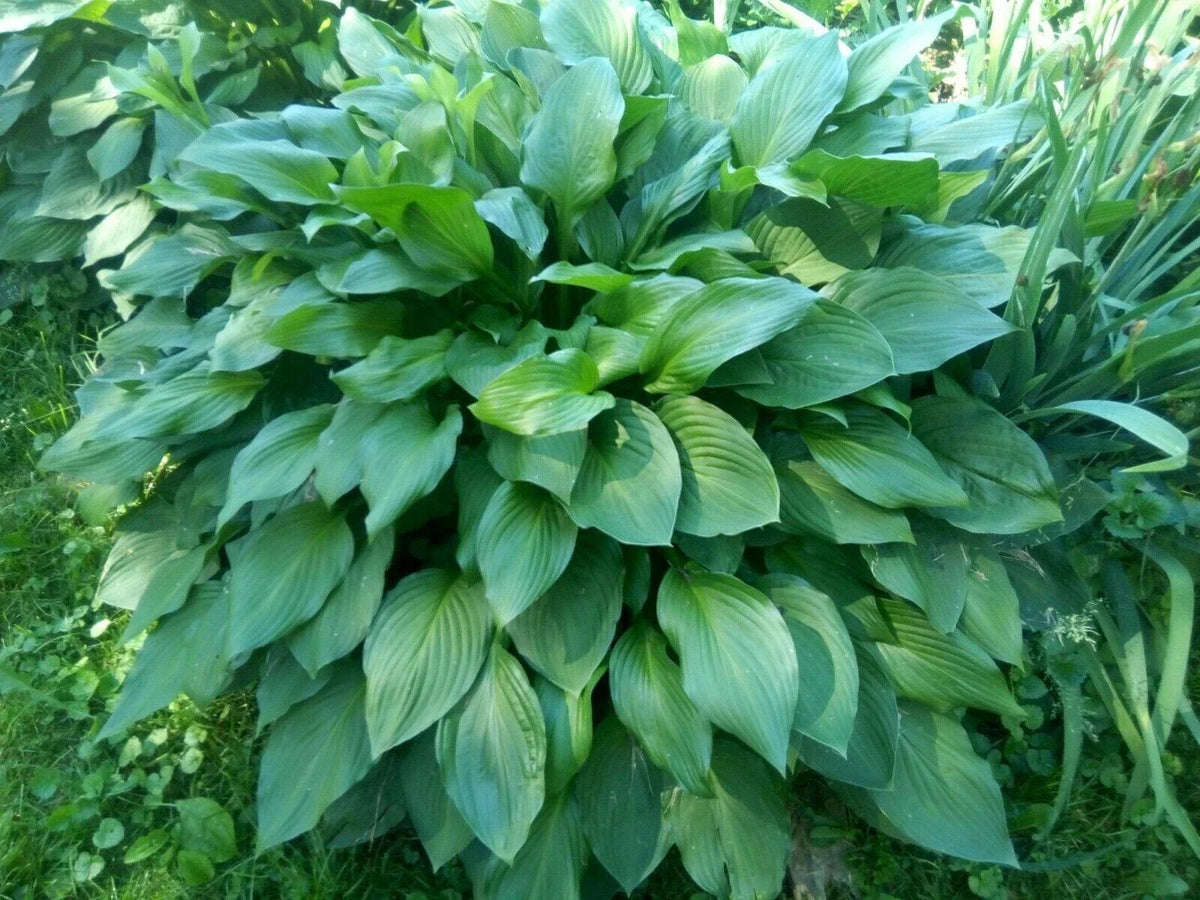 Hosta Eyes Live Plants 6-Pack Bare Root Green Plantain Lily Hosta with Purple Flowers Hosta spp.