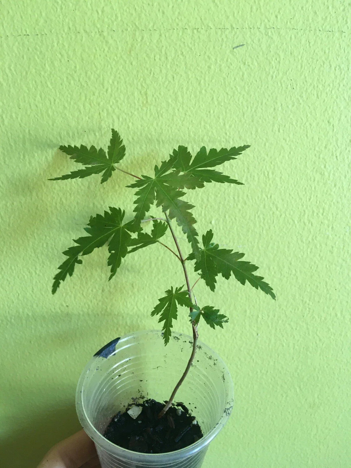 Japanese Maple Starter Tree 4+ Inches, Ornamental Foliage, Acer palmatum, Bonsai Option, Garden Plant