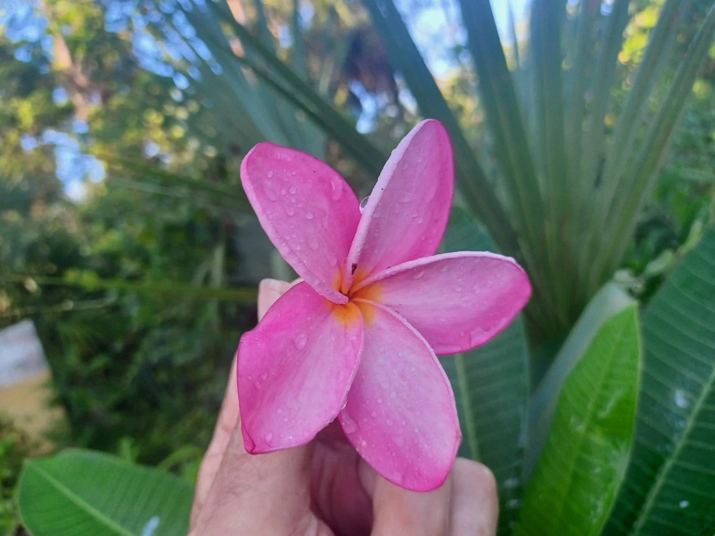 Plumeria Cuttings 8-10" Single Tip - Vibrant Color Variety - Frangipani (Plumeria spp.) for Tropical Gardens