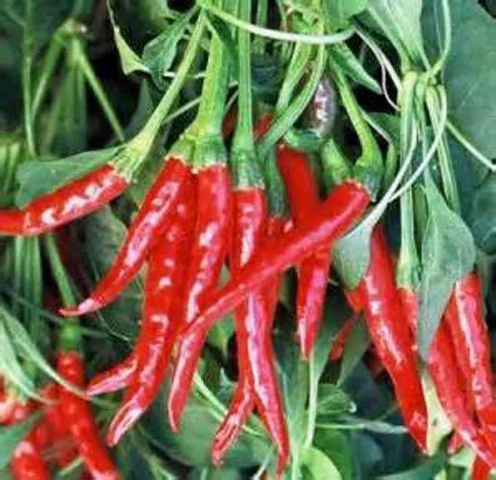Thai Hot Pepper Seeds - Heirloom Non-GMO Variety - 20+ Seeds - Capsicum annuum - Perfect for Spicy Dishes and Sustainable Gardening