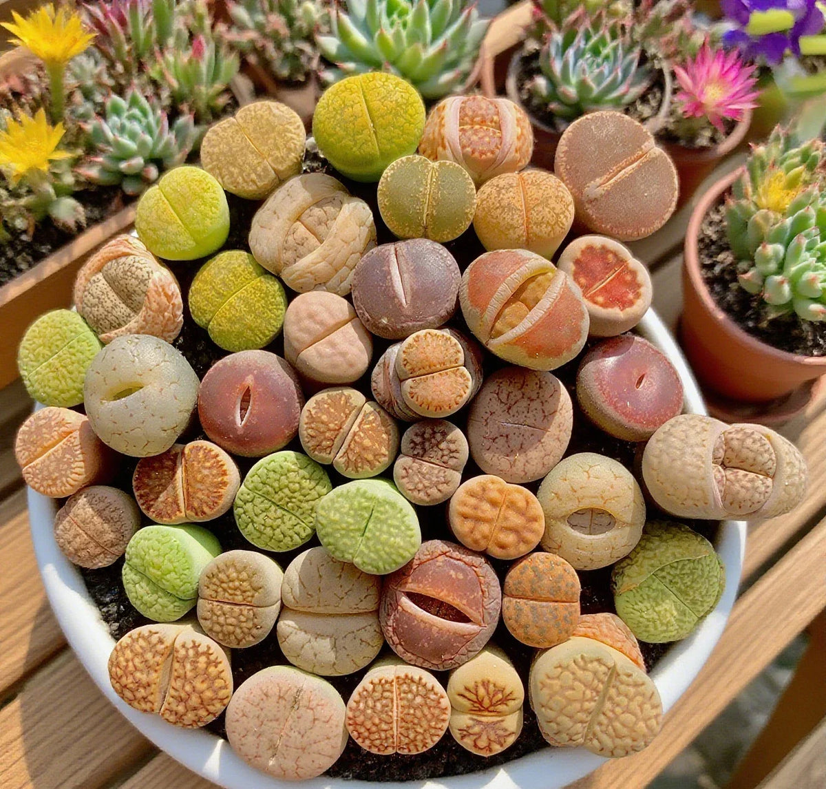 Large Lithops Succulent Mix - 10pcs Rare Living Stones - Easy Care, Bare Root (Lithops spp.)