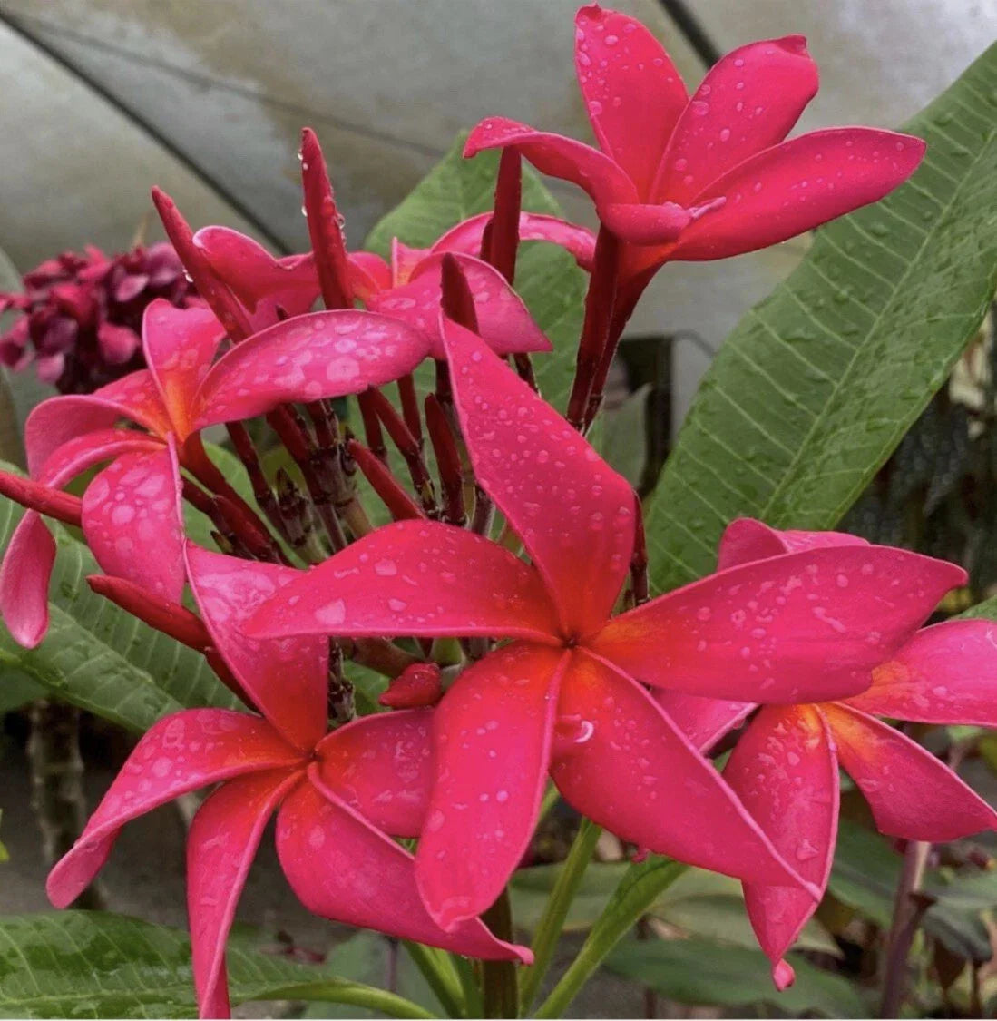 Rooted Plumeria Cutting - 18" Fuchsia Queen - Plumeria rubra - Tropical Plant for Home Decor - Easy Care Garden Accent