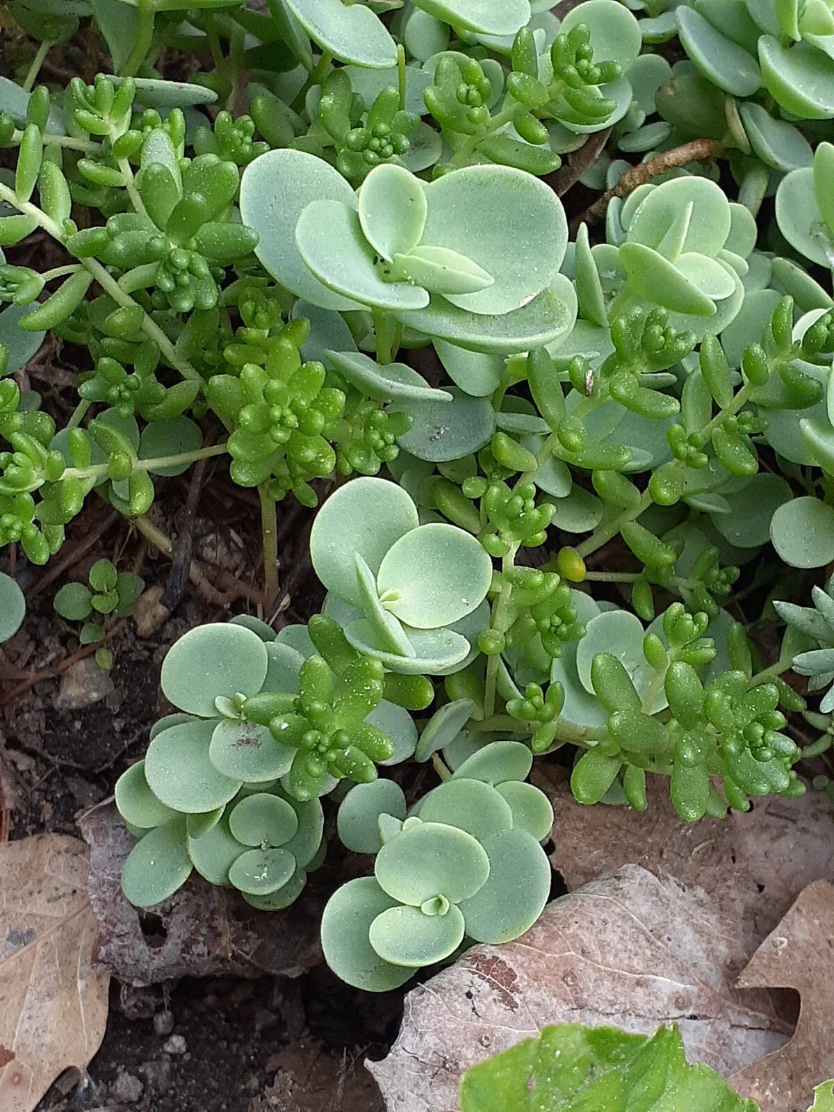 Live Sedum Mix | Hardy Perennial Ground Cover Plants | Drought-Tolerant Succulents | Sedum spp.