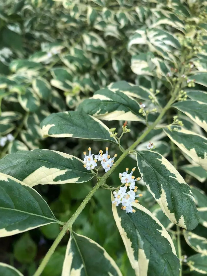 Callicarpa Cuttings 6-8" Long Albifructa 'Duet' Purple Beautyberry Plant - Callicarpa dichotoma f. albifructa