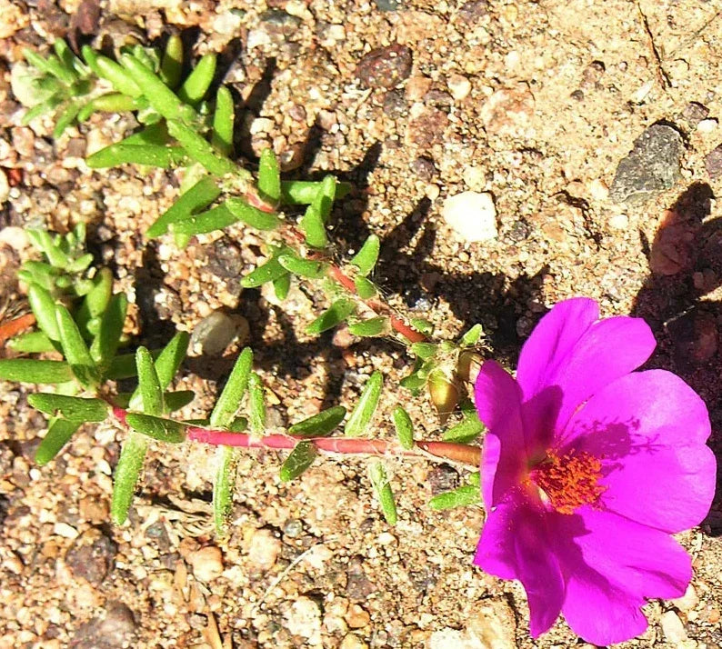 Portulaca Gilliesii 'Purple Rice' Succulent | 2 Inch Live Plant | Drought-Tolerant Ground Cover | Ornamental Garden Decor