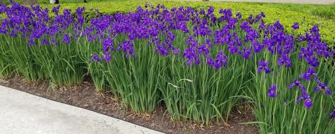 Siberian Iris Plant - Large Clump of 25+ Live Bright Purple Flowers - Iris sibirica - Hardy Perennial for Garden Borders