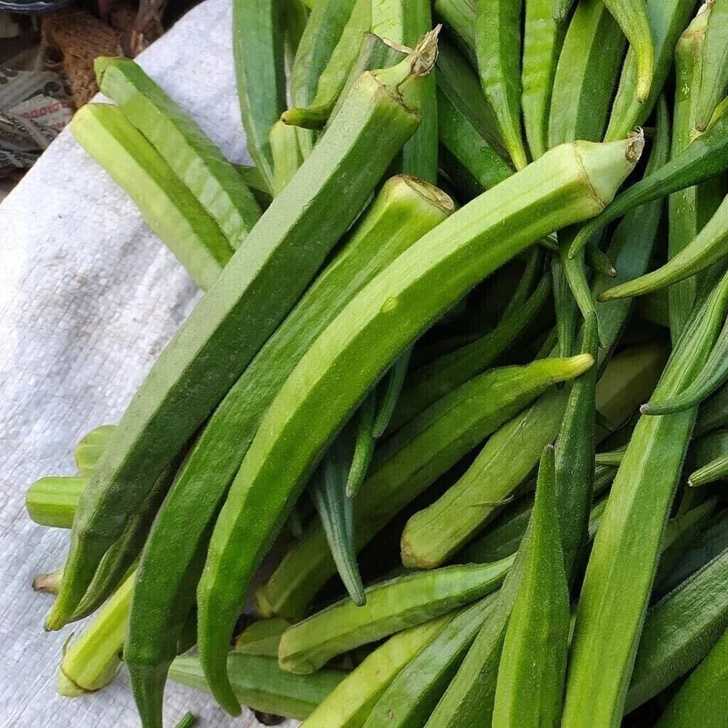 Perkins Long Pod Okra Seeds - 100+ Heirloom Non-GMO Seeds - Abelmoschus esculentus for Home Gardening