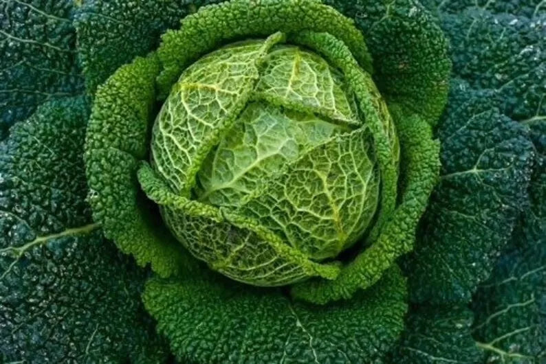 Savoy Perfection Cabbage Seeds - 1000+ Heirloom NON-GMO - Brassica oleracea - Ideal for Cool-Season Gardens