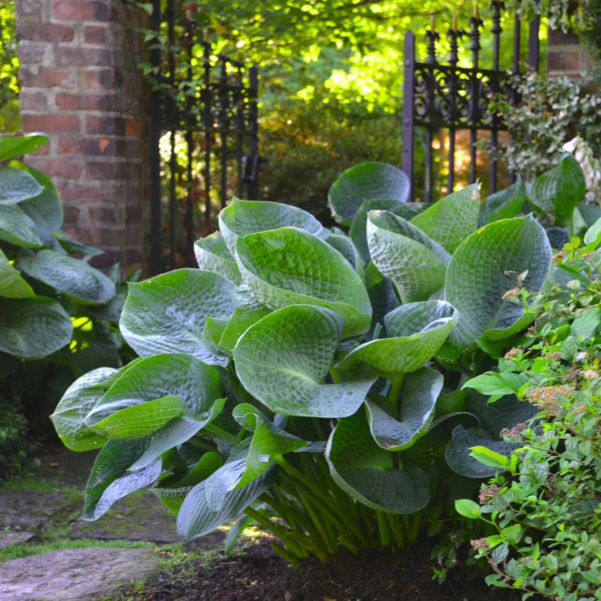 Hosta Plant in 5.25" Pot - Abiqua Drinking Gourd, Cupped Leaves, Shade Perennial (Hosta 'Abiqua Drinking Gourd')