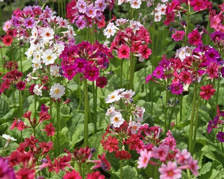 Primula japonica Hybrid Mix Seeds - 25 Colorful Perennial Flower Seeds - Japanese Primrose for Gardens & Borders