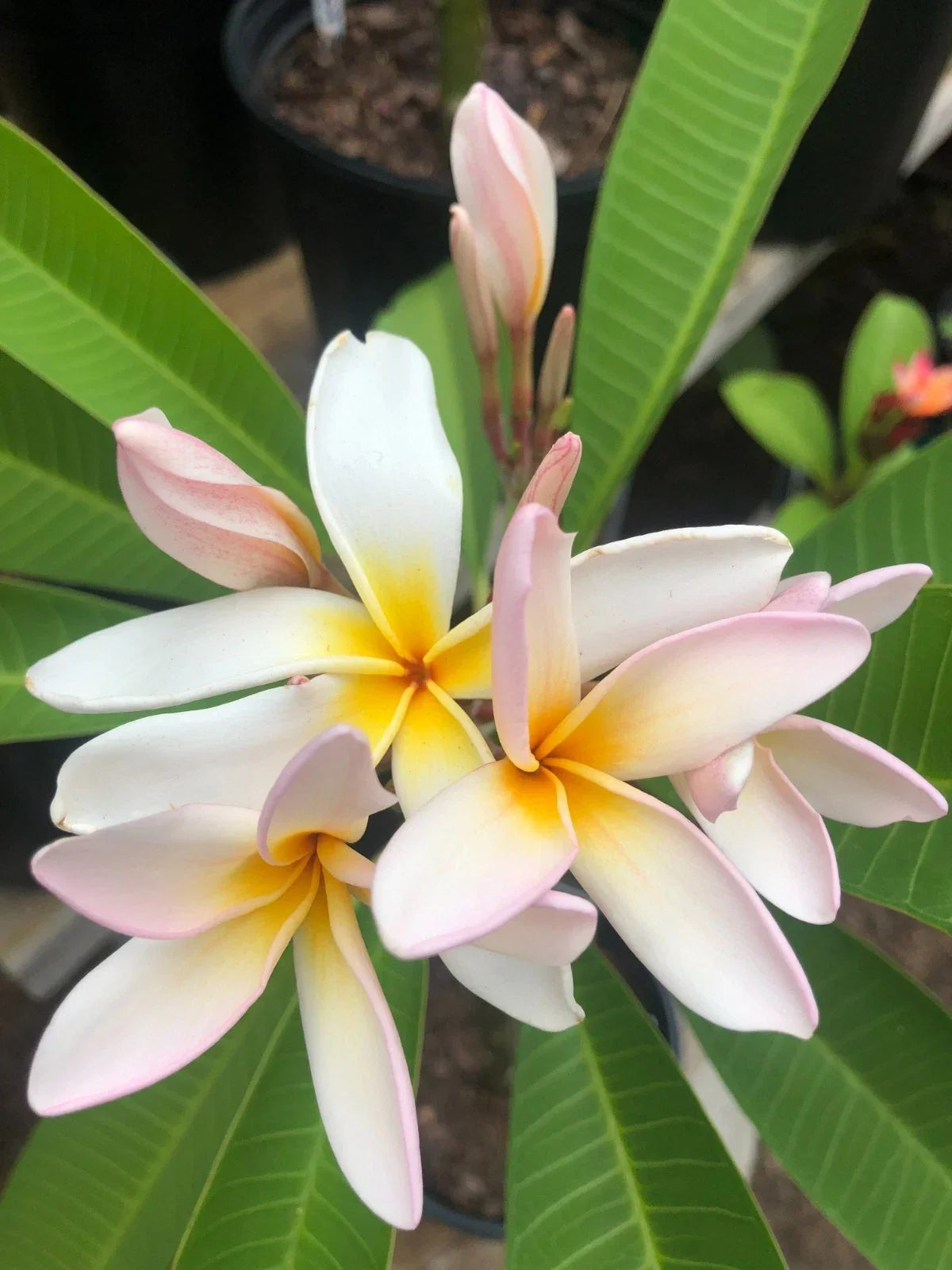 Rare Plumeria Cuttings 9-12" Curly Pink 'Sariah's Curly Pink' Plumeria rubra Tropical Plant for Garden