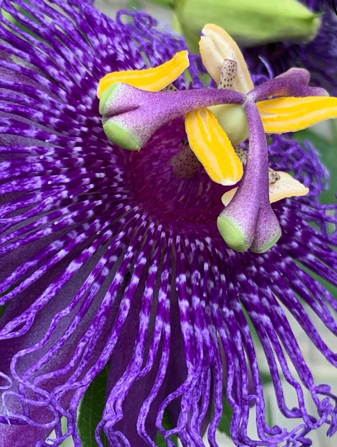 Passion Flower Seeds - 25 Count - Lilikoi Edible Floral Vines - Passiflora edulis - Vibrant & Easy to Grow Garden Plants