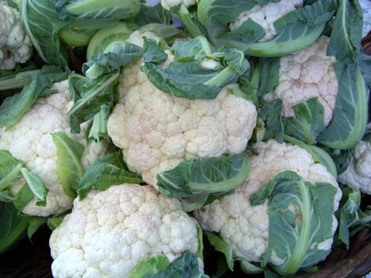 Early Snowball Cauliflower Seeds - 112 Pack - Brassica oleracea - Non-GMO Vegetable Seeds for Home Garden - GroCo USA