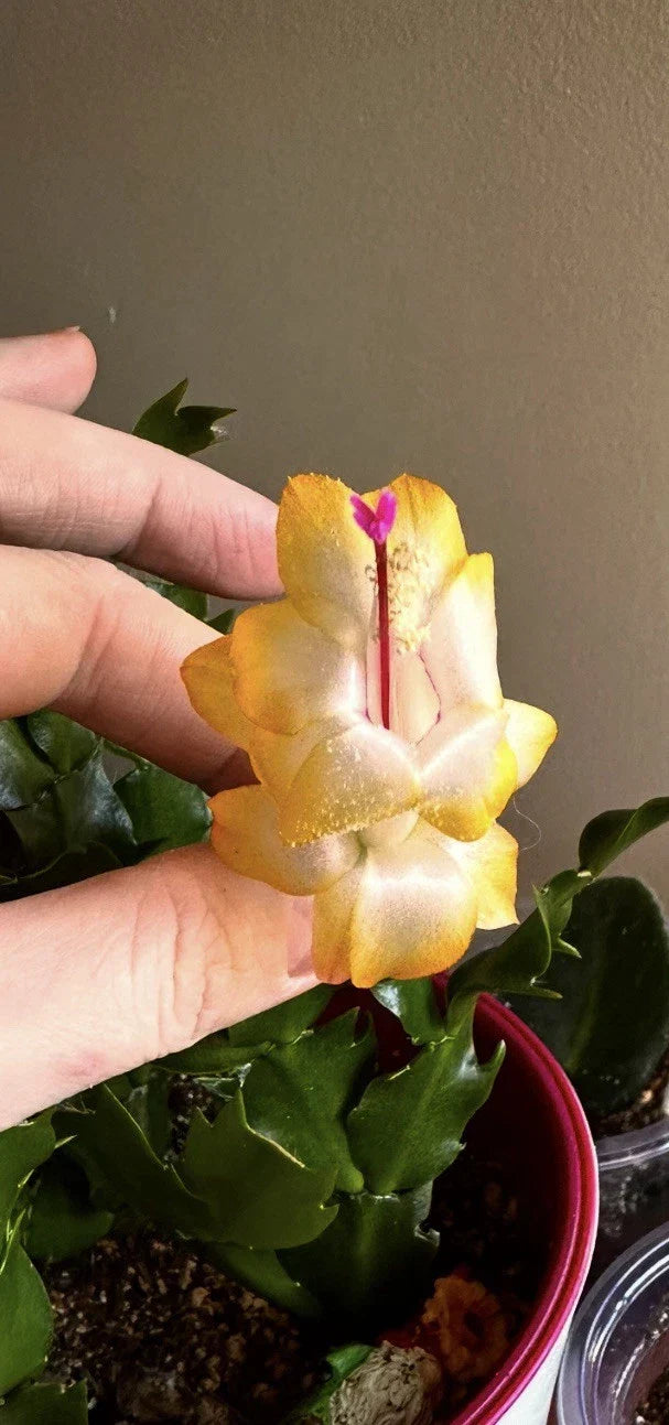Rooted Golden Christmas Cactus Segments - Schlumbergera - Ideal for Indoor Plant Lovers - Unique Houseplant Decor