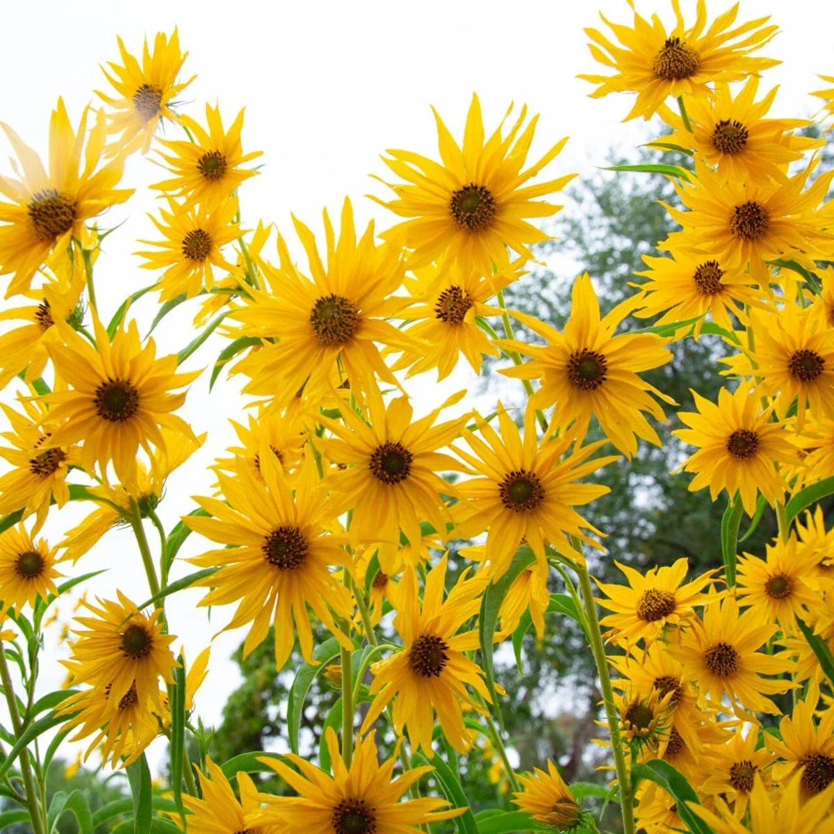 Maximilian Sunflower Seeds - 200+ Non-GMO Yellow Perennial Flowers for Butterflies - Helianthus maximiliani