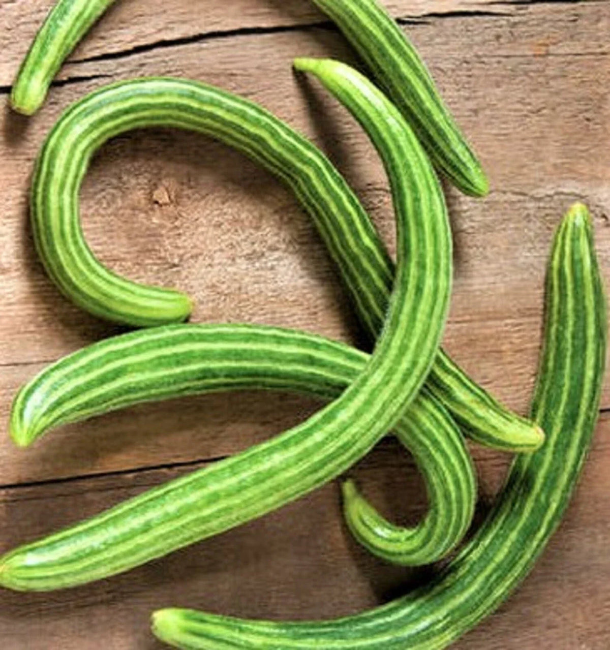 Dark Armenian Cucumber Seeds 50 Non-GMO Organic Cucumis sativus for Home Gardening and Gourmet Dishes