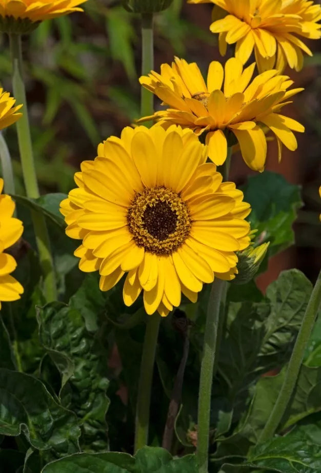 Gerbera Daisy Plant 3" Pot Yellow Sweet Vibe Live Plant Gerbera jamesonii - Bright Yellow Blooms for Garden & Patio