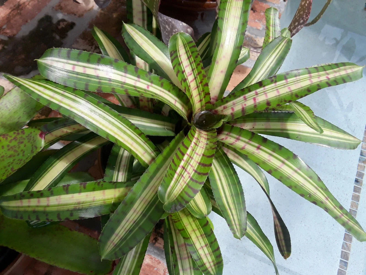Neoregelia Palmares Bromeliad Plant - Small Tropical Indoor Houseplant - Colorful Foliage, Air Purifying - Neoregelia 'Palmares'