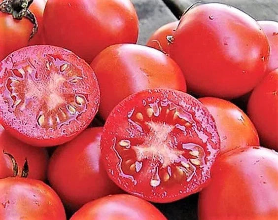 Siberian Tomato Seeds - 30+ Organic Heirloom Non-GMO - Solanum lycopersicum - Red Fruit for Home Gardening