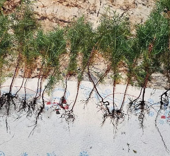 Eastern Red Cedar Seedlings 4-8" Live Trees (25) Vibrant Red Foliage Juniperus Virginiana - Ideal for Bonsai and Landscaping