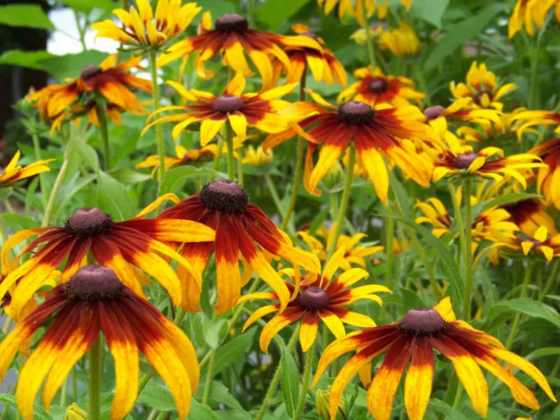 Gloriosa Daisy Seeds - 470 Perennial Flower Seeds - Bright Yellow & Red Blooms - Rudbeckia hirta - Fast Germination, Attracts Pollinators