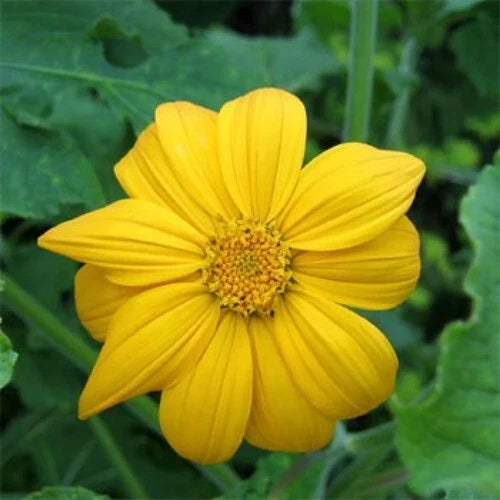 Mexican Sunflower Cuttings 8 Inches Tithonia Diversifolia 25 Pack - Tropical Garden Plants for Pollinators and Vibrant Blooms