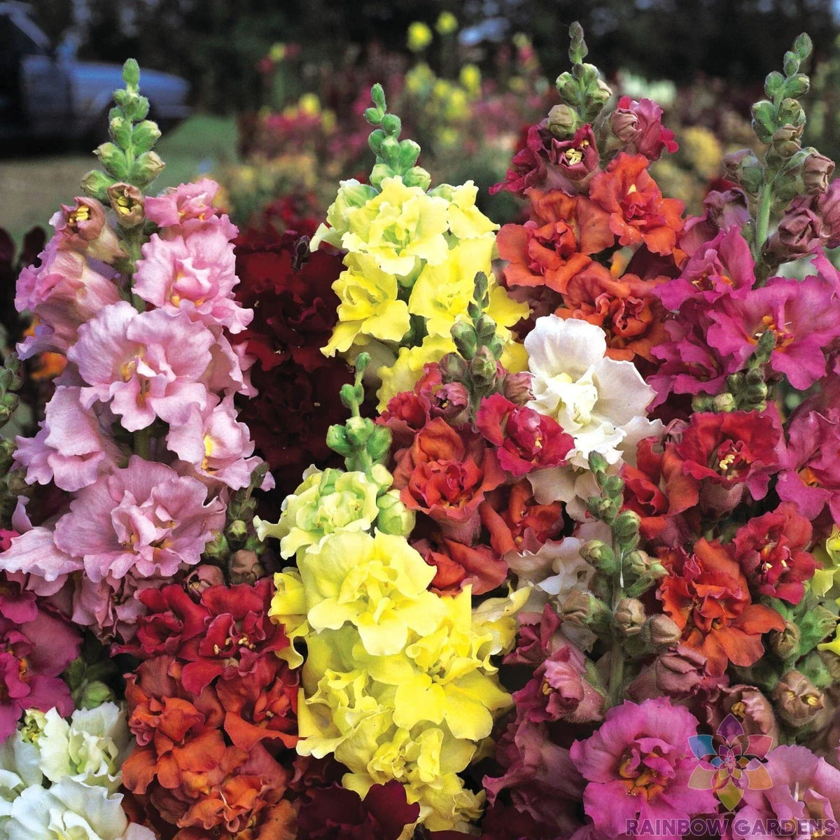 Snapdragon Seeds - 1000+ Madame Butterfly Mix - Antirrhinum majus - Vibrant Colors for Garden - USA Seller - Free Shipping