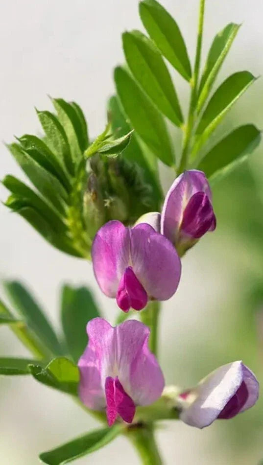 Common Vetch Seeds - 50+ Heirloom Vicia sativa for Garden Planting, Soil Enrichment, Eco-Friendly Legume