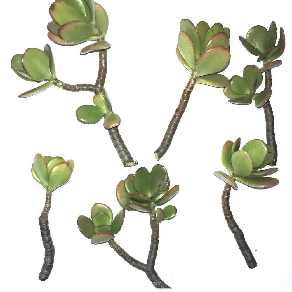 Jade Succulent Cuttings 2/ea Fresh | Fast Growing Crassula ovata | Easy to Root, Low Maintenance, Indoor/Outdoor Gardening