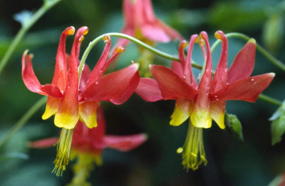 Eastern Red Columbine Seeds - 50+ Pack - Native Wildflower - Aquilegia Canadensis - Attracts Hummingbirds, Non-GMO