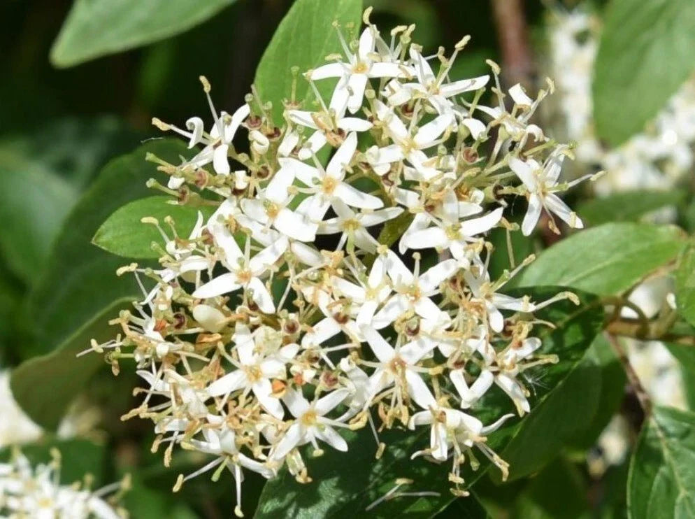 Silky Dogwood Plant Set - 2 Plants - Cornus Amomum - 4" Pot - Fast-Growing Deciduous Shrub for Wildlife Gardens