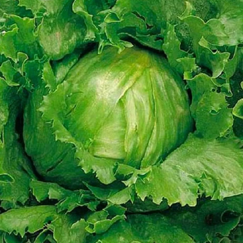 Crisphead Lettuce Seeds | NON-GMO Heirloom | Great Lakes Variety | Lactuca sativa | Home Garden Vegetable Seeds
