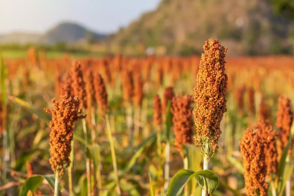 Sweet Sugar Cane Sorghum Seeds - 100 Heirloom Non-GMO Seeds - Sorghum bicolor for Home Garden & Sustainable Farming