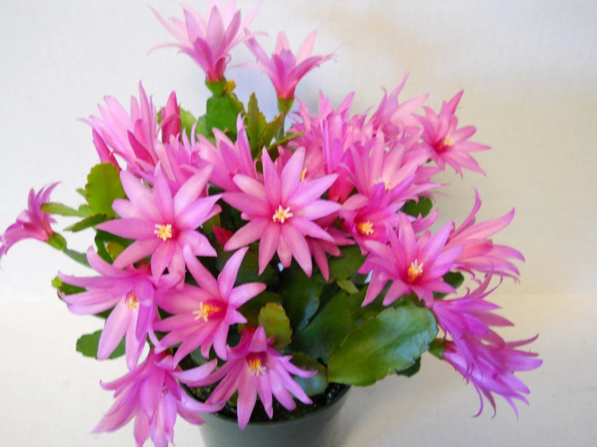 Easter Cactus Starter Plants - 2 Pink Flower Varieties - Rhipsalidopsis spp. - Indoor/Outdoor Decor